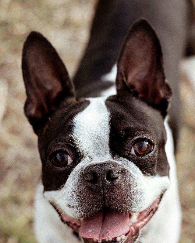 A Boston Terrier with its whole head and both ears in the photo