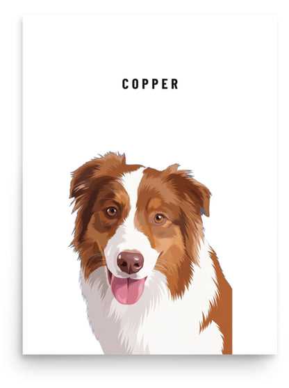 Custom Single Pet Portrait Poster Print: Copper the Australian Shepherd on a White background. [ks Background=White]