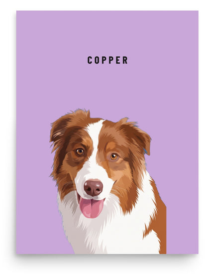 Custom Single Pet Portrait Poster Print: Copper the Australian Shepherd on a Orchid background. [ks Background=Orchid]