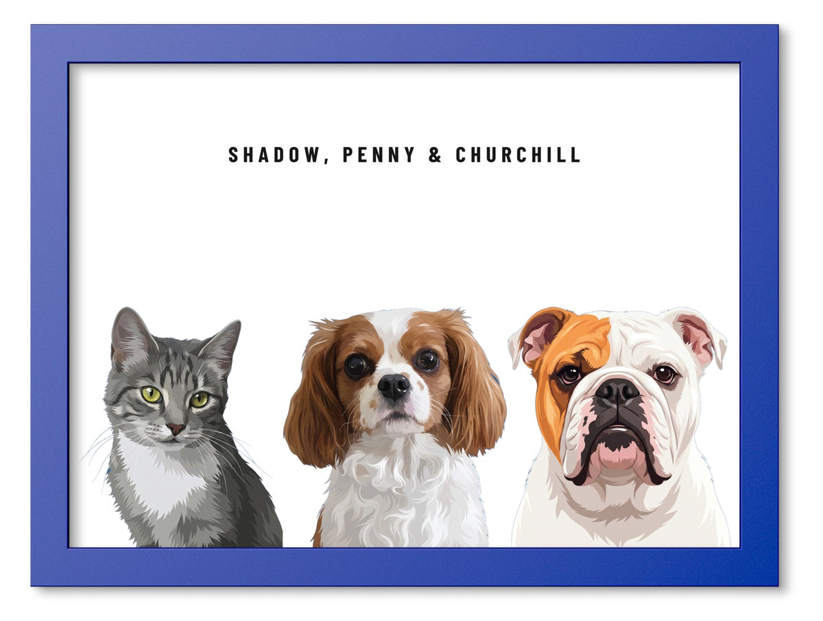 Custom Three Pet Portrait Coloured Frame Print (Ocean Blue): Shadow the grey tabby cat & Penny the Cavalier King Charles Spaniel & Churchill the English Bulldog on a White background. [ks Frame Colour=Ocean Blue; Background=White]