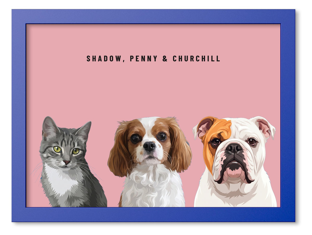 Custom Three Pet Portrait Coloured Frame Print (Ocean Blue): Shadow the grey tabby cat & Penny the Cavalier King Charles Spaniel & Churchill the English Bulldog on a Rose background. [ks Frame Colour=Ocean Blue; Background=Rose]