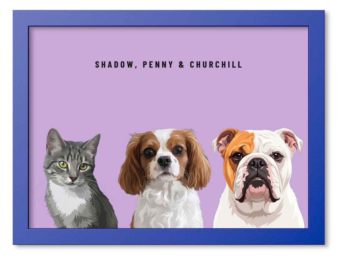 Custom Three Pet Portrait Coloured Frame Print (Ocean Blue): Shadow the grey tabby cat & Penny the Cavalier King Charles Spaniel & Churchill the English Bulldog on a Orchid background. [ks Frame Colour=Ocean Blue; Background=Orchid]