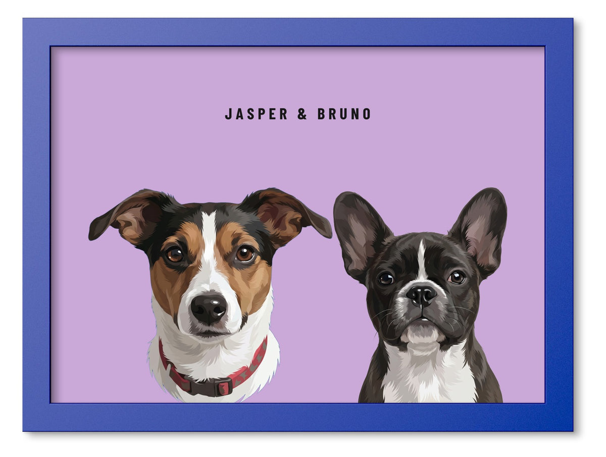 Custom Two Pet Portrait Coloured Frame Print (Ocean Blue): Jasper the Jack Russell Terrier & Bruno the French Bulldog on a Orchid background. [ks Frame Colour=Ocean Blue; Background=Orchid]