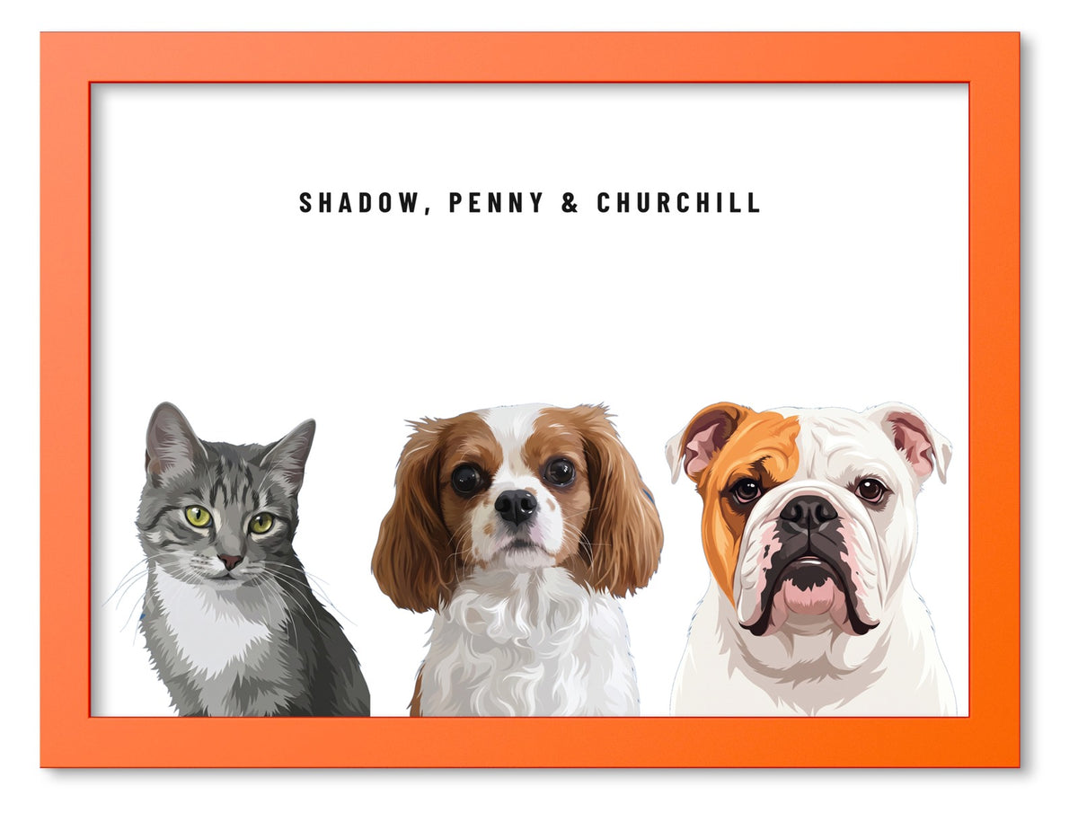 Custom Three Pet Portrait Coloured Frame Print (Orange): Shadow the grey tabby cat & Penny the Cavalier King Charles Spaniel & Churchill the English Bulldog on a White background. [ks Frame Colour=Orange; Background=White]