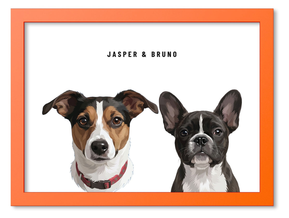 Custom Two Pet Portrait Coloured Frame Print (Orange): Jasper the Jack Russell Terrier & Bruno the French Bulldog on a White background. [ks Frame Colour=Orange; Background=White]