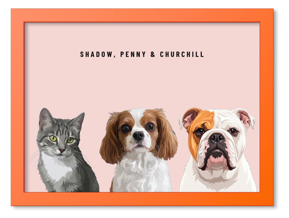 Custom Three Pet Portrait Coloured Frame Print (Orange): Shadow the grey tabby cat & Penny the Cavalier King Charles Spaniel & Churchill the English Bulldog on a Blush background. [ks Frame Colour=Orange; Background=Blush]