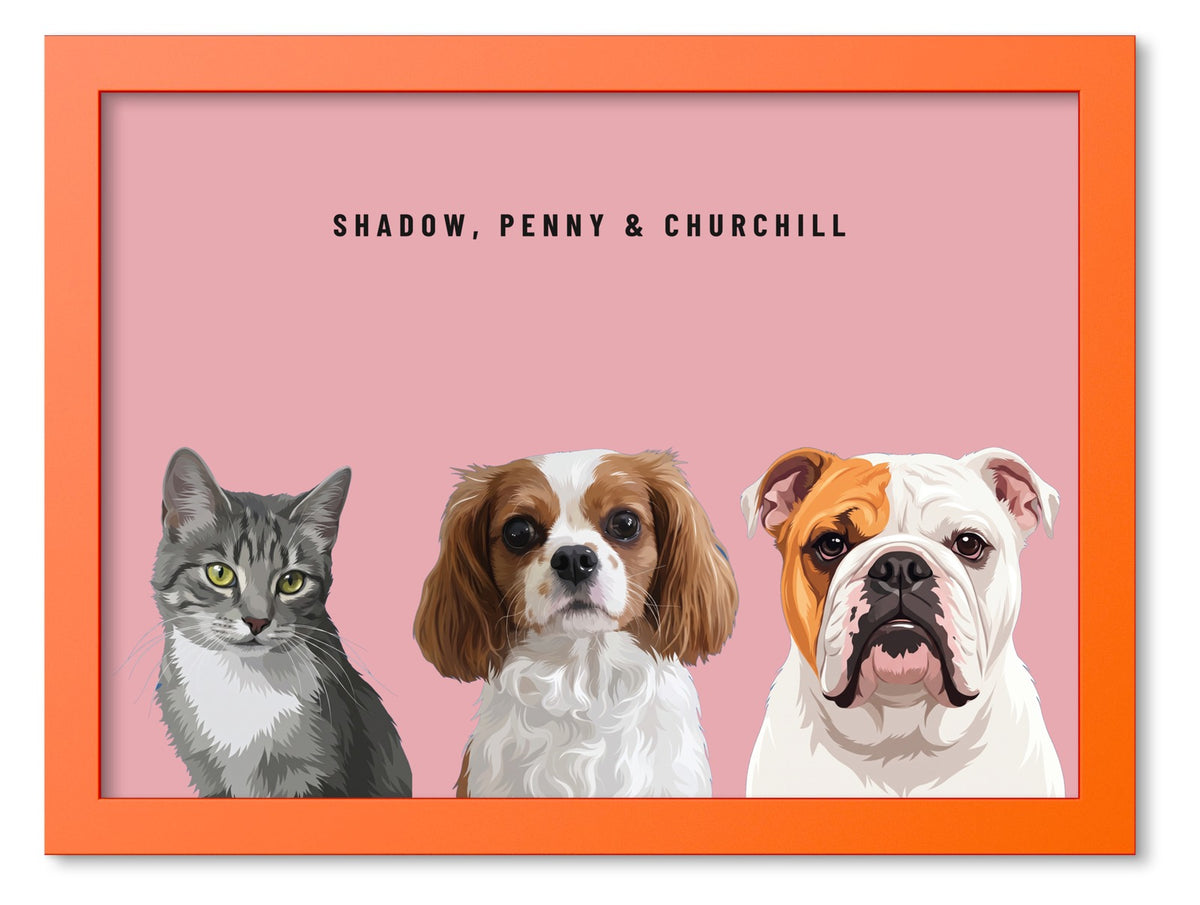 Custom Three Pet Portrait Coloured Frame Print (Orange): Shadow the grey tabby cat & Penny the Cavalier King Charles Spaniel & Churchill the English Bulldog on a Rose background. [ks Frame Colour=Orange; Background=Rose]