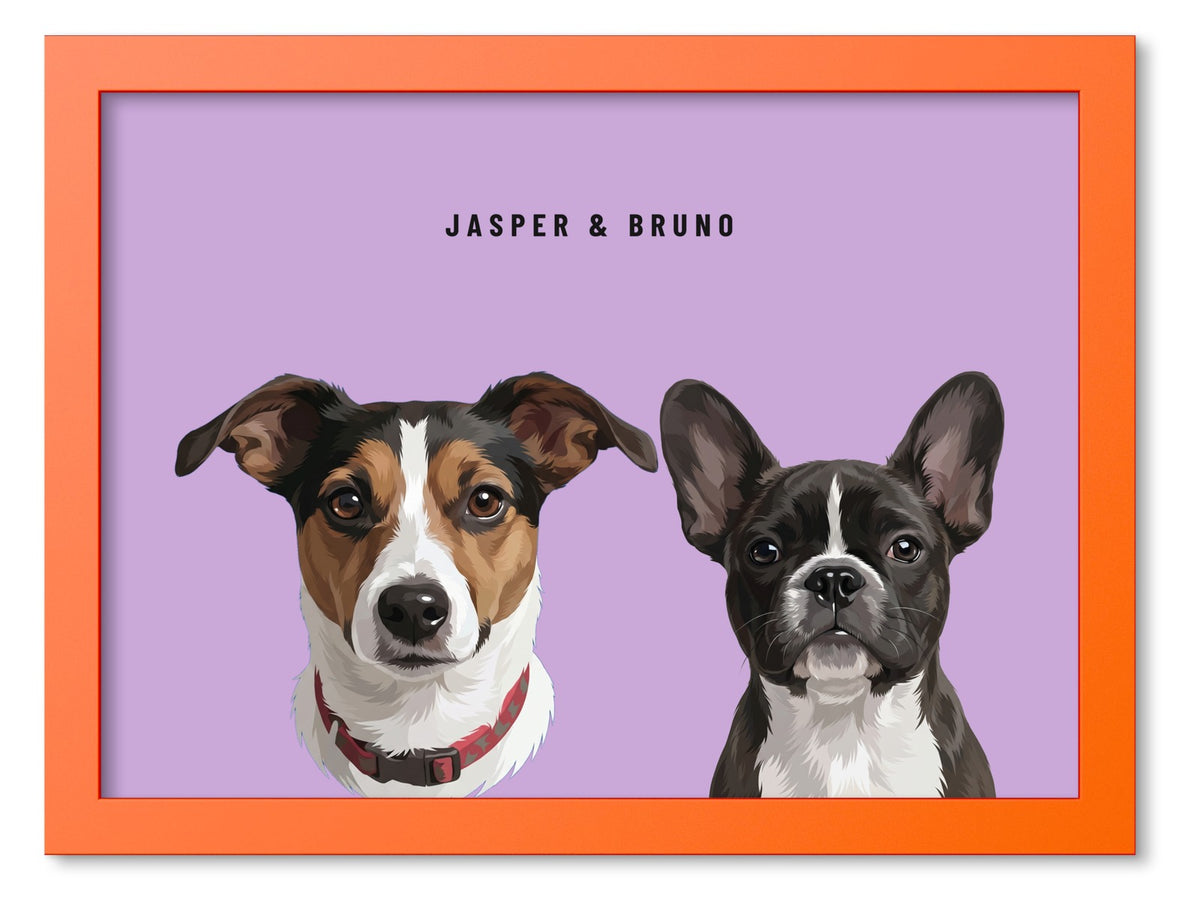 Custom Two Pet Portrait Coloured Frame Print (Orange): Jasper the Jack Russell Terrier & Bruno the French Bulldog on a Orchid background. [ks Frame Colour=Orange; Background=Orchid]
