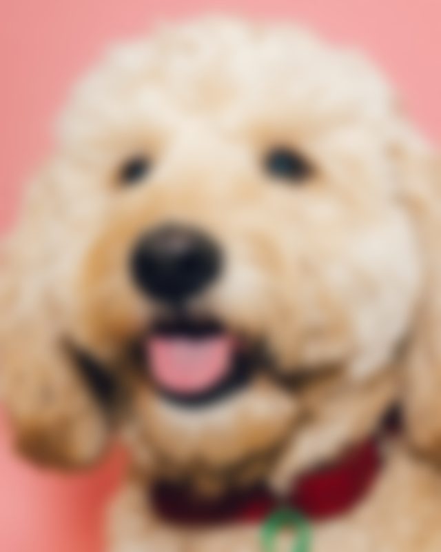 Example of a blurry pet photo