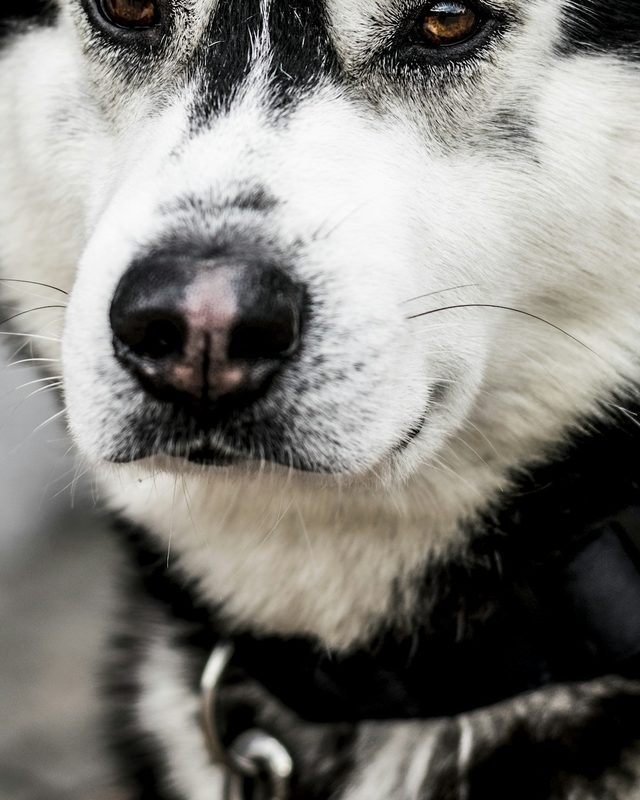 Example: a photo with the top of the head and ears cut off