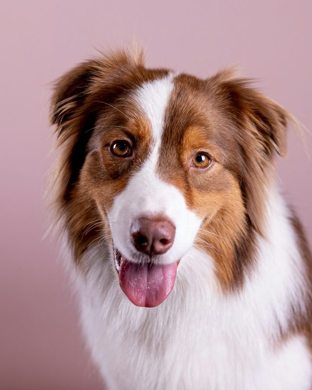 A sharp, well-lit photo of an Australian Shepherd facing the camera