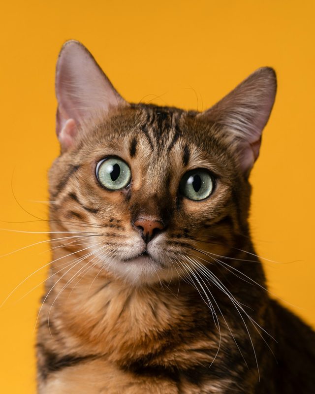 A Bengal cat photographed at eye level