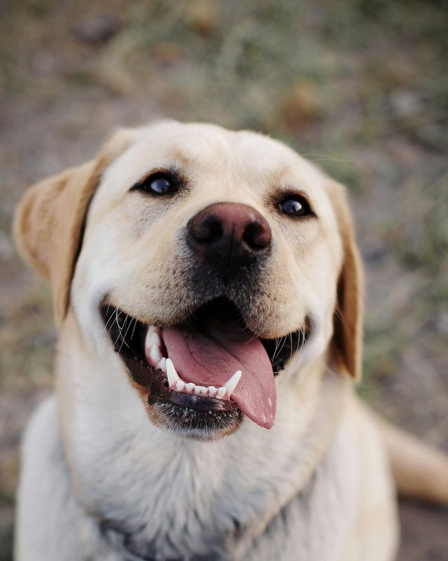 A Labrador in soft daylight